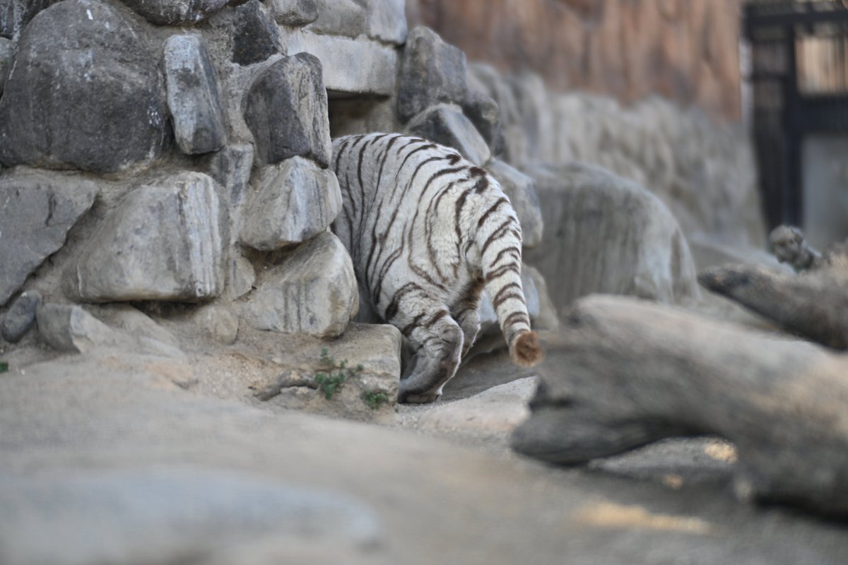 uber_tiger～トラネコとライオンネコ～ tweet media