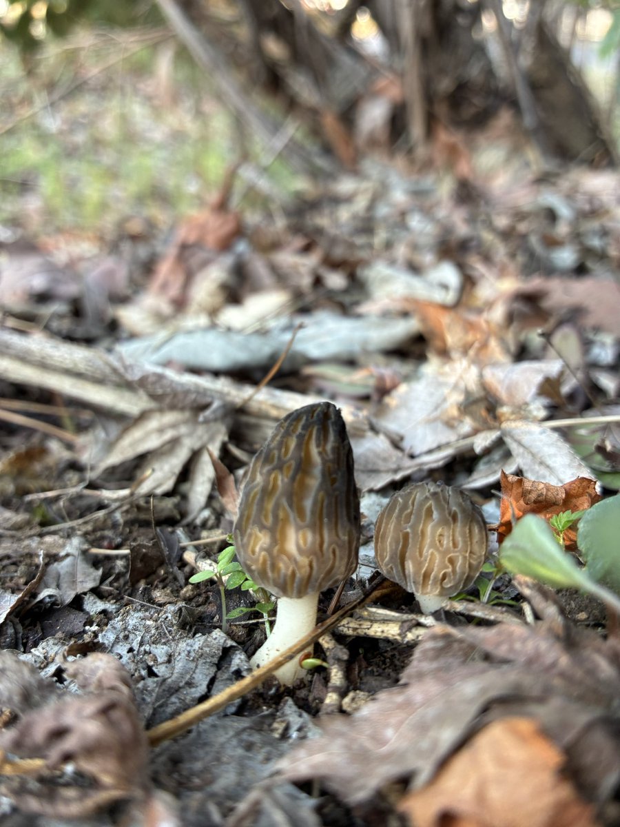 斉藤隆央 :生命の謎に挑むニック・レーン新刊『生命は変換の環である』発売しましたよ tweet media