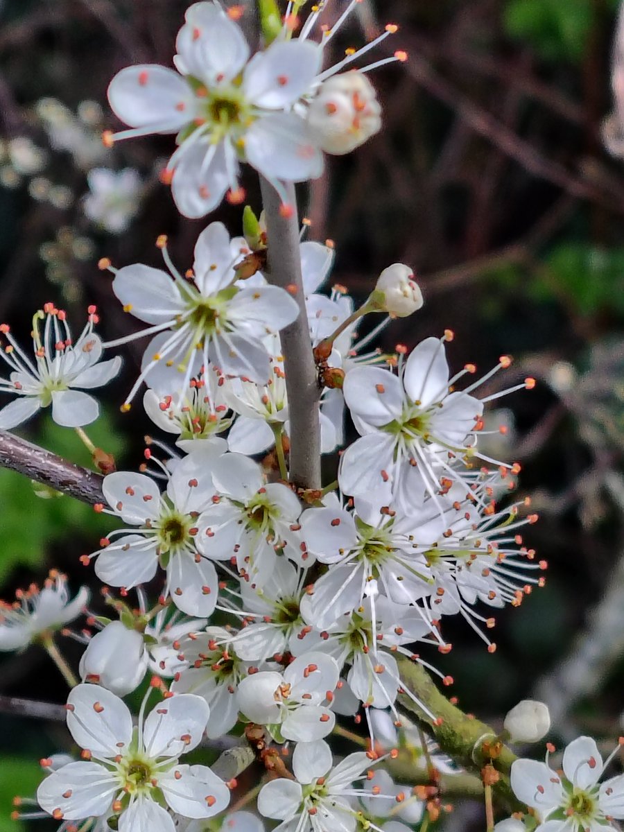 Julie 🏴Elizabeth 🏴 tweet media