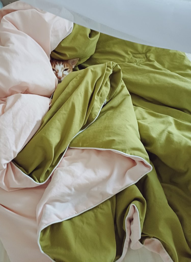 탱자(냥이) tweet media