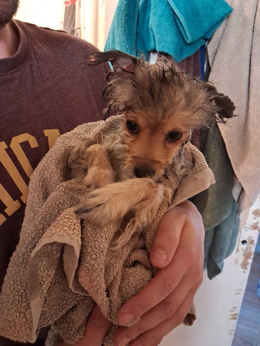 ingus365960's tweet photo. Good morning, Alliance! ๐๐ก๏ธ While markets are waking up, $BATHDOG, $PIGGY, and $PEACE are already on their morning walk. We are building the most organic pet community on Solana. Who's with us? ๐พ๐ #Solana #BATHDOG https://t.co/uEHrU4IzoI