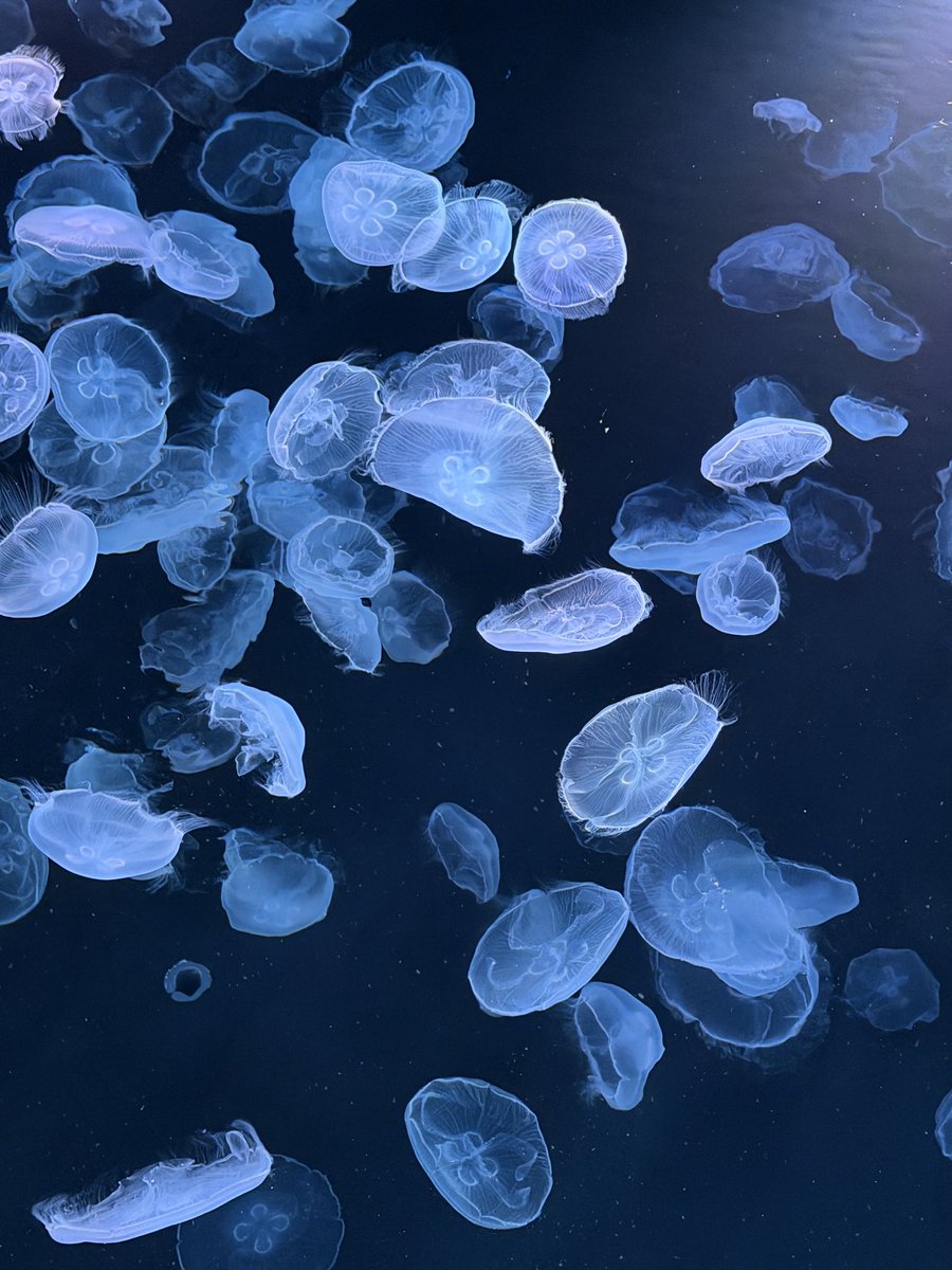 Mikki/Ryou 【holo7thfes & vacation】 tweet media