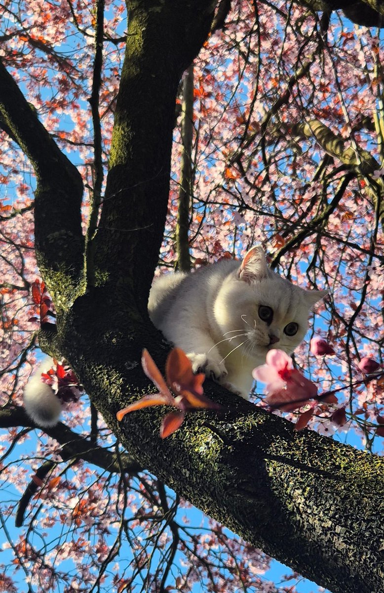 13september75's tweet photo. Ik was te hoog in de boom te geklommen. Wist ff niet meer hoe ik eruit moest. https://t.co/usffihGq7p