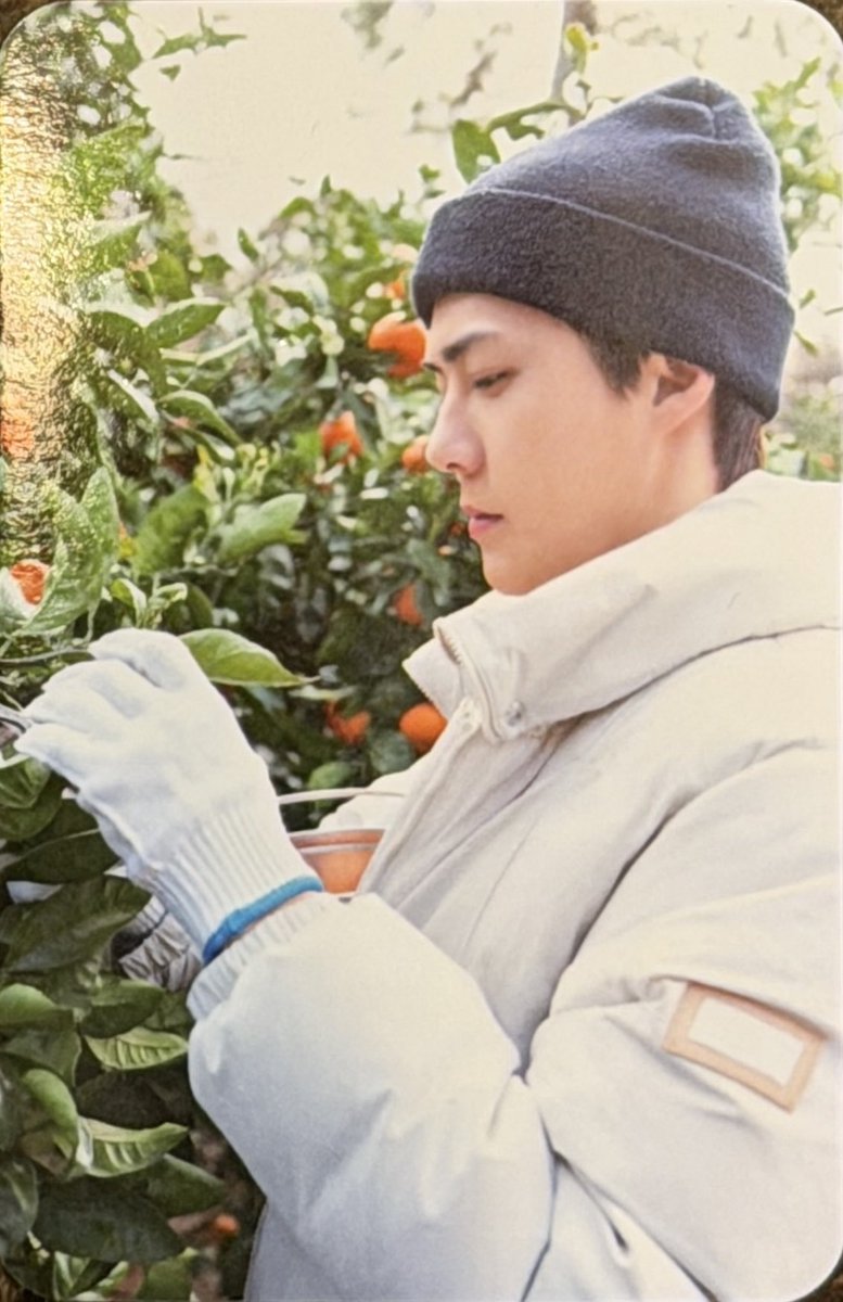 milkteus's tweet photo. sehun’s photocards for the tincase set from the 'exo’s travel the world on a ladder' official md! 📸🍊🪜🧡 https://t.co/84AWgGr8z5