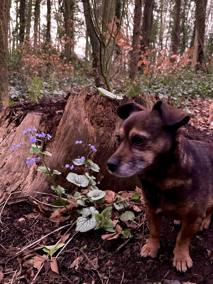 Zwartbles Ireland • Suzanna Crampton tweet media
