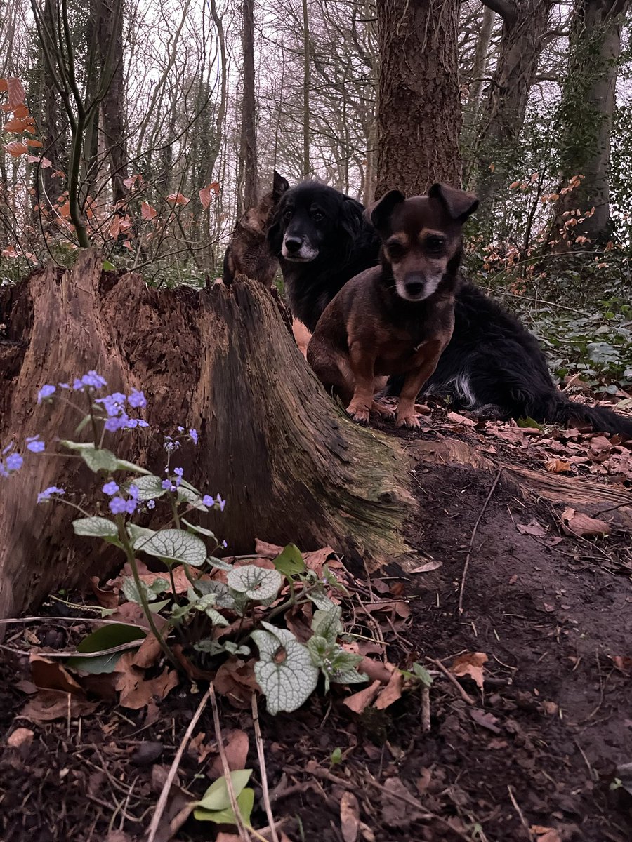 Zwartbles Ireland • Suzanna Crampton tweet media