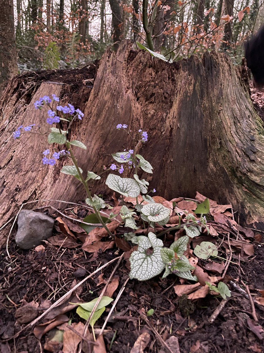 Zwartbles Ireland • Suzanna Crampton tweet media