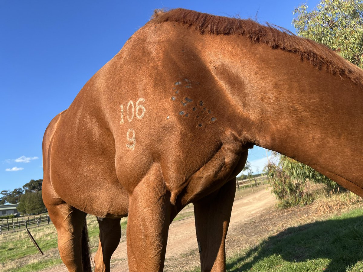 Lunar & Sunny 🐴 tweet media