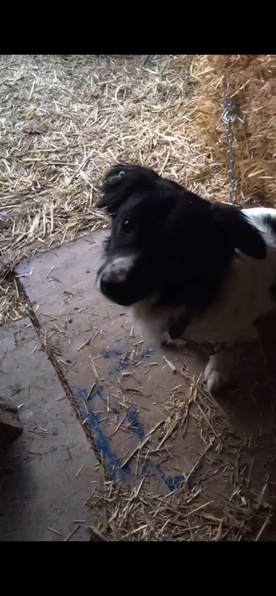 dosevko8's tweet photo. İki gün önce, Arnavutköy/Çilingir bölgesinde kaybolan küpeli minik dostumuzu arıyoruz! 🐾

Savunmasız ve aç, hava çok soğuk. 

Görenler veya yerini bilenler lütfen bu numaradan ulaşsın:
📞 0535 077 4348
#Kayıp #Köpek #İstanbul #Arnavutköy https://t.co/MpHUFVvfnt