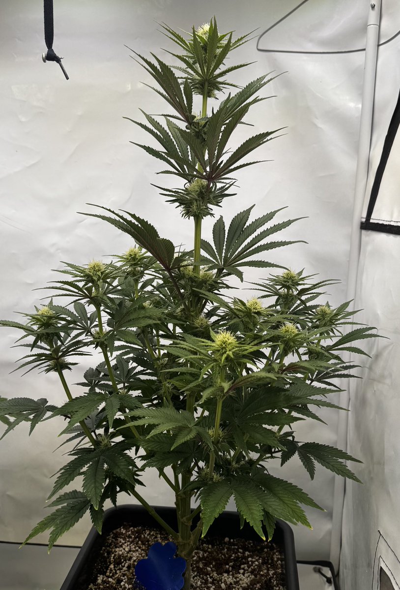 Gernhart Reinholzen tweet media