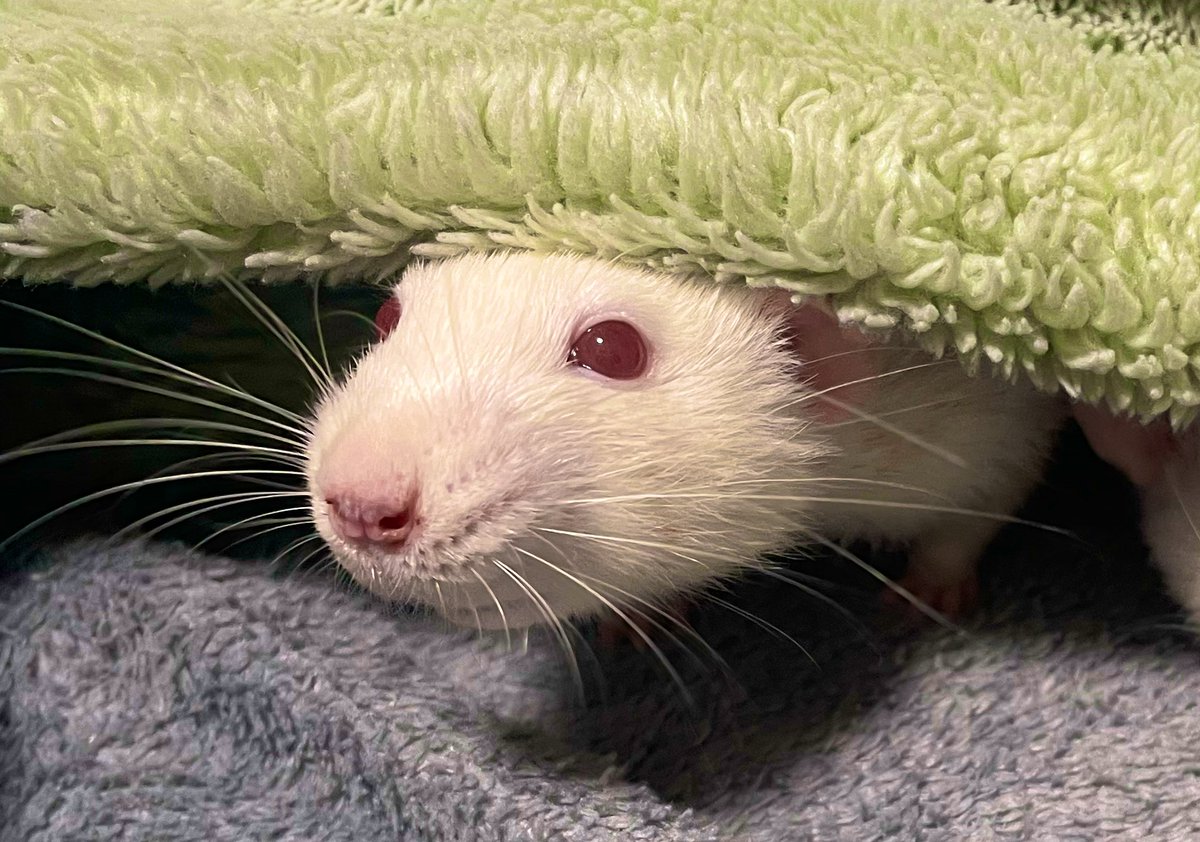 仁美🐭 tweet media