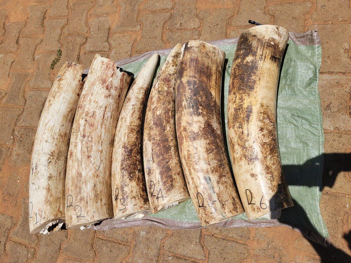 ugwildlife's tweet photo. UWA, working with Uganda Police, has dealt a major blow to ivory trafficking after arresting 5 suspects in Bukedea with 106kg of elephant ivory. The intelligence-led operation highlights growing efforts to dismantle wildlife crime networks. Suspects face charges in Makindye court. #WildlifeProtection