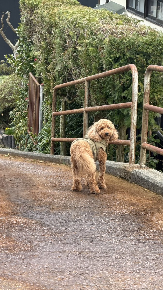 しなちく。@気まぐれカッティング㌠ tweet media