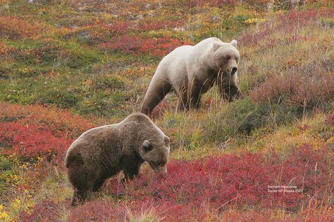 bear enthusiast tweet media