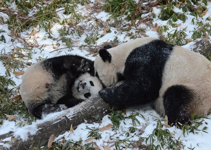 bear enthusiast tweet media