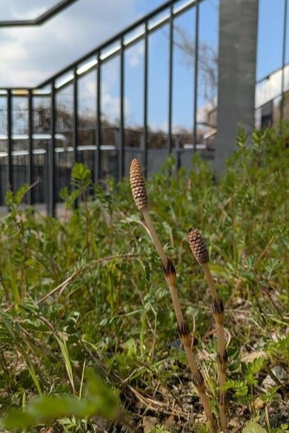 阪大・理学研究科News tweet media