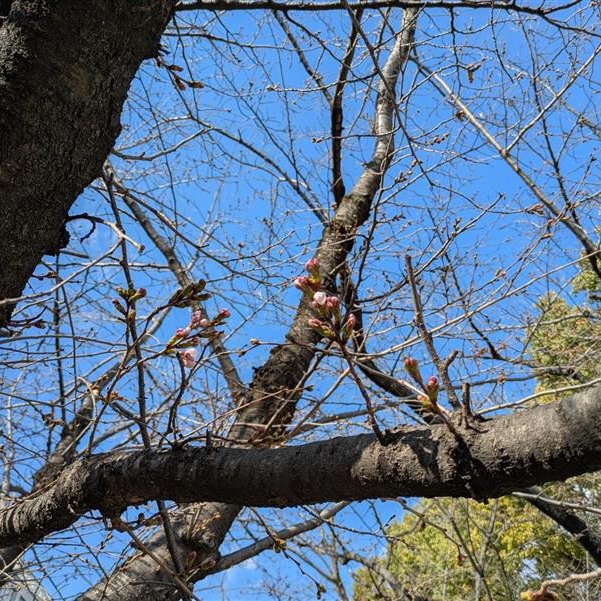 阪大・理学研究科News tweet media