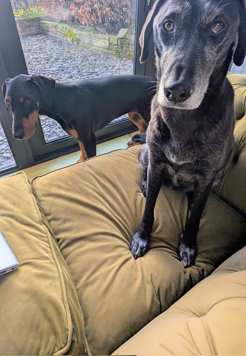 NotBadForHerAge's tweet image. #Fred's having a sit-in in protest against Damson who normally gets to sit next to me in the morning 😁 #Damson was not impressed and tried to wedge herself between us 😅😍🐾🐾