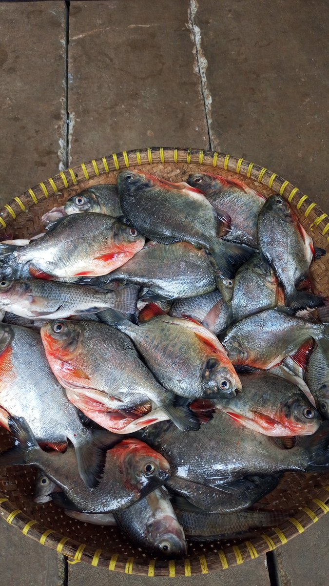 pisang🍌 tweet media