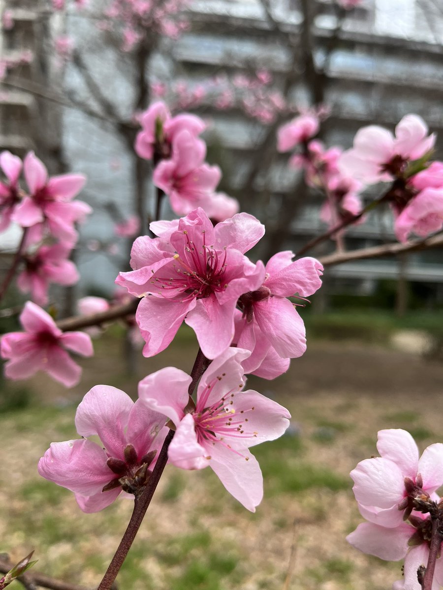 香枝 tweet media