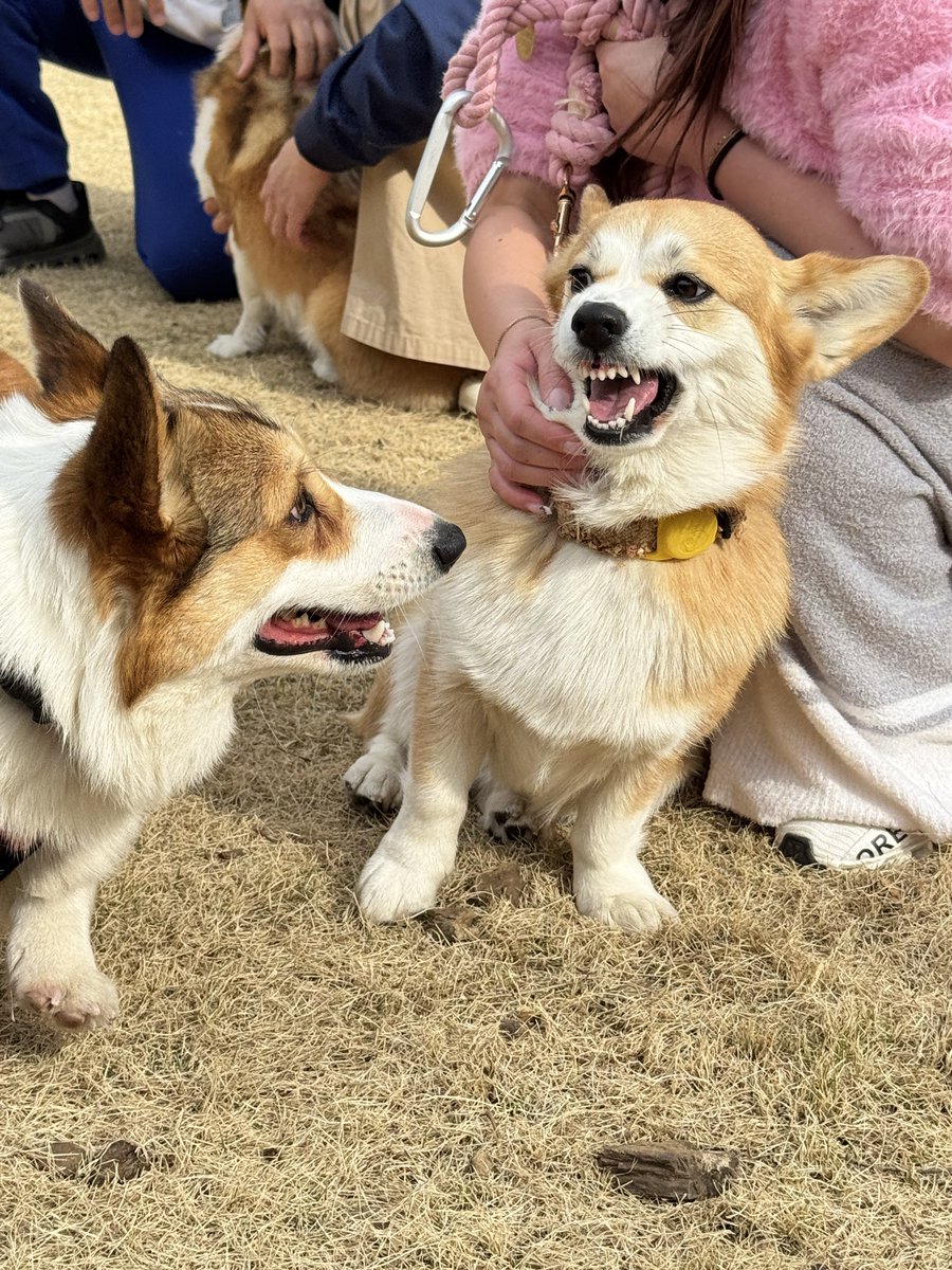 kopant17's tweet image. いまわたちが可愛がられてる番でしょ💢💢💢