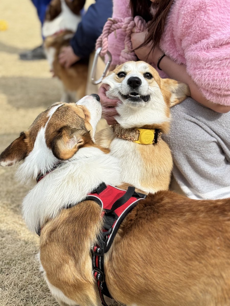 kopant17's tweet image. いまわたちが可愛がられてる番でしょ💢💢💢