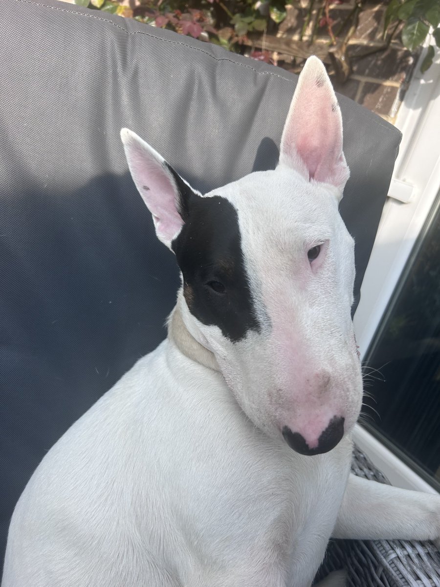 Bryan Cooper tweet media