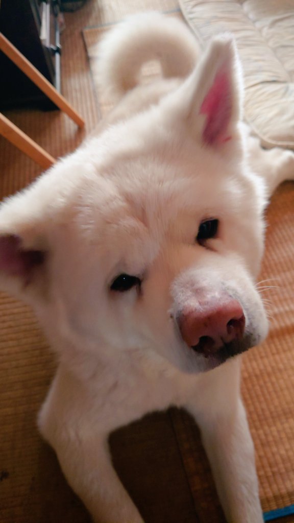 狐の尻尾 tweet media