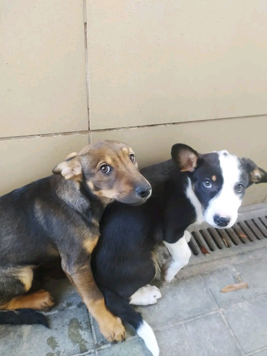 Проня Прокопивна tweet media