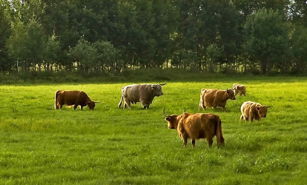 Puaro.lv tweet media