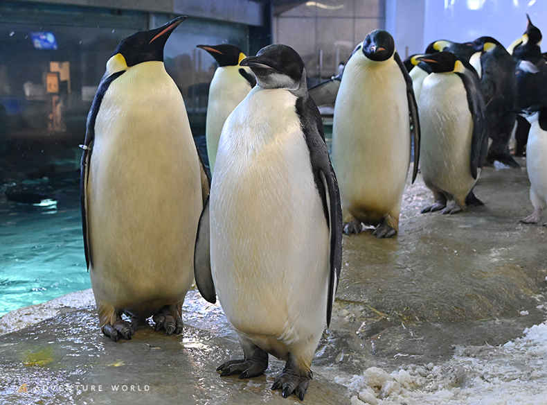 アドベンチャーワールド 公式 tweet media