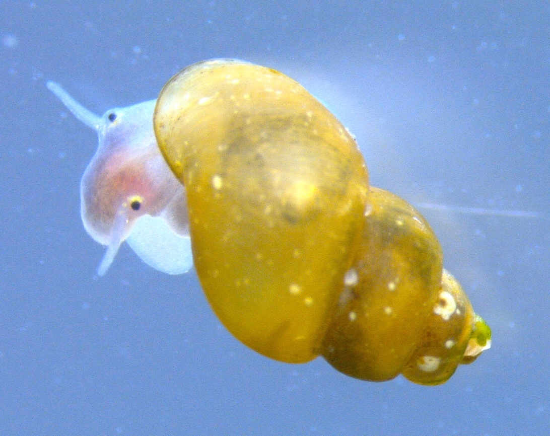 軟体動物多様性学会【公式】 tweet media