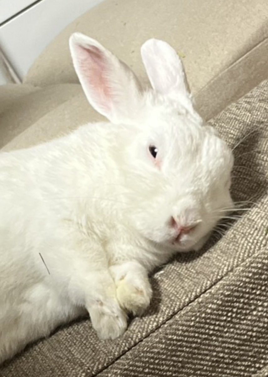 羽生理恵🐰うさぎファース党 tweet media