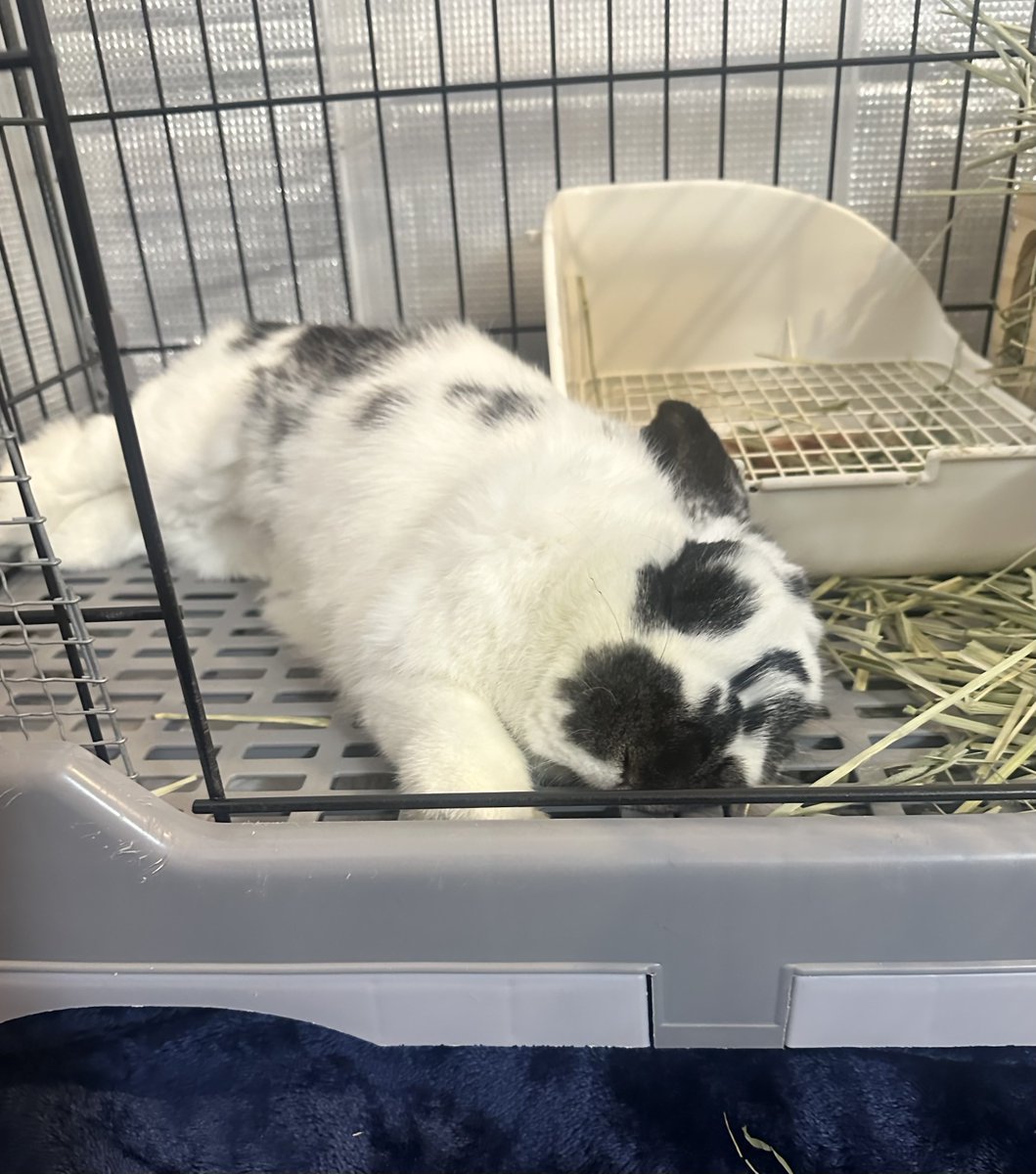 うさぎのバズ🐰I am Buzz tweet media