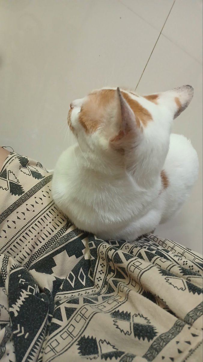 dara 𐔌՞. .՞𐦯 tweet media