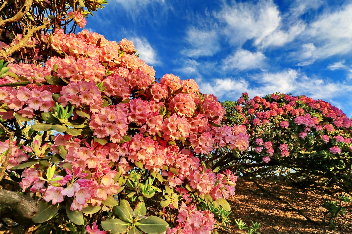 DiscoverWulong's tweet image. 🏔️Wulong Hiking | The Zhaoyun Mountain hiking trail is perfect for all levels, starting from Dadonghe and leading you through ancient rhododendron forests, rolling seas of clouds, and scenic wind turbines above the peaks. #Wulong #HikingChina #OutdoorAdventure #NatureLovers