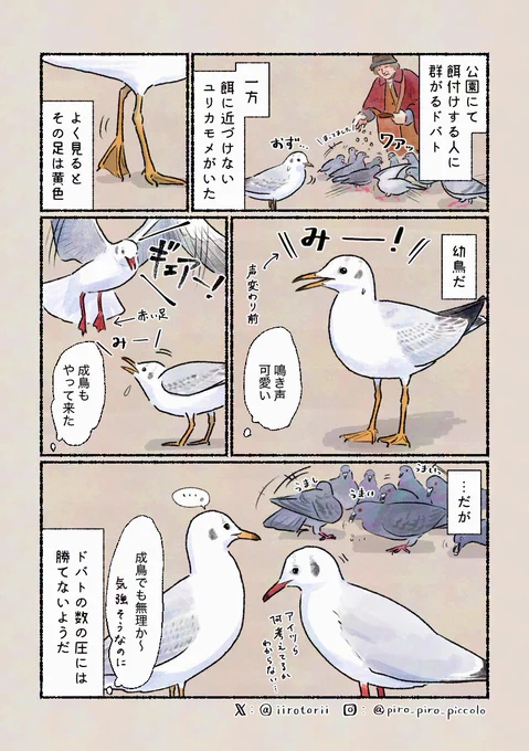 「威勢の良さは何処」
餌のやり方によりけりで、空中戦だと勝てそう?
※餌付けはやめましょう…! 