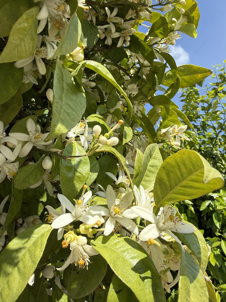 Marii 🌙 tweet media