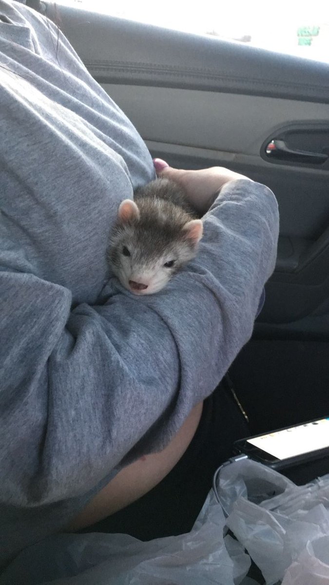 Ferret Every Hour tweet media