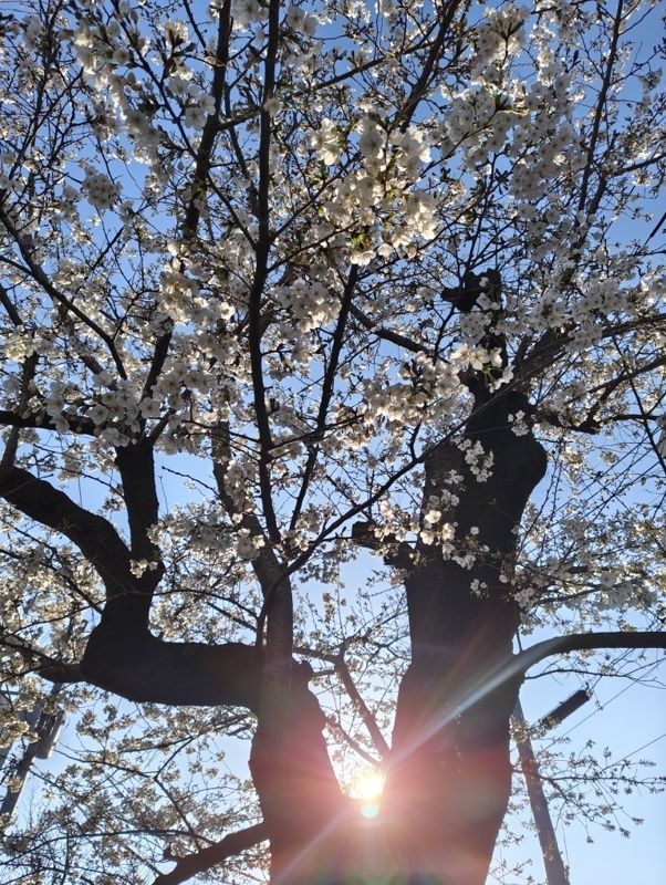 くーさん🇯🇵 tweet media