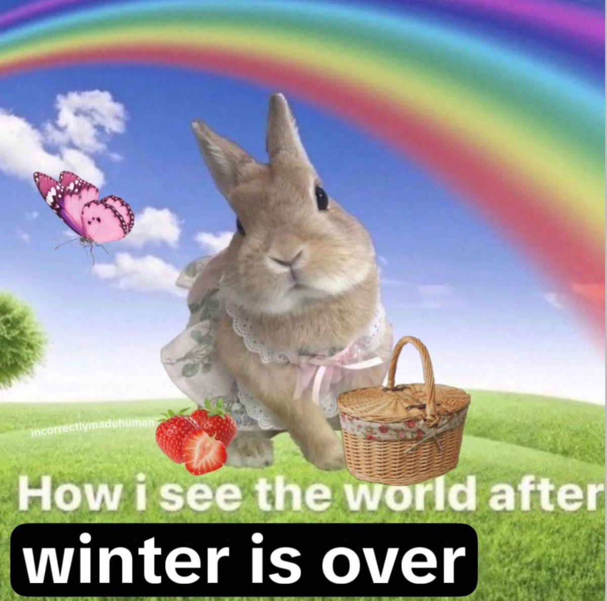 horse dentist tweet media