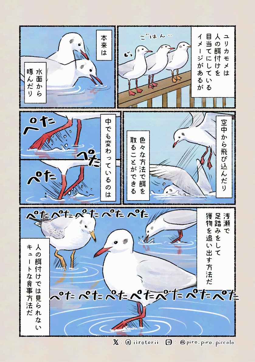 「可愛い狩り」
群れで一心不乱に足踏みをしている姿が見られるかも。本来の生活を観察するとより面白いです！