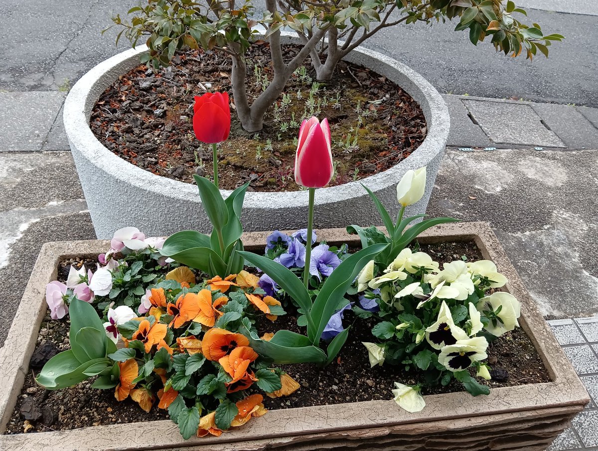 集賛舎【公式】 tweet media