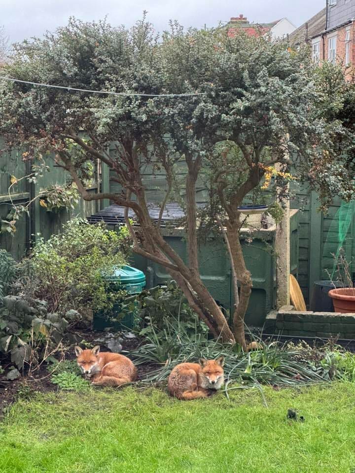 Chris Packham tweet media