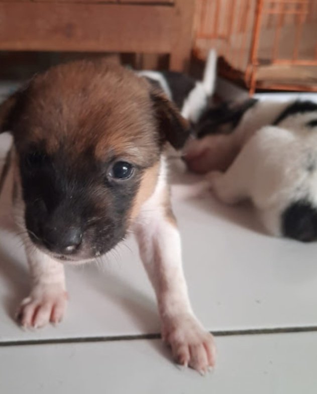 lilith 🍵🐦 tweet media