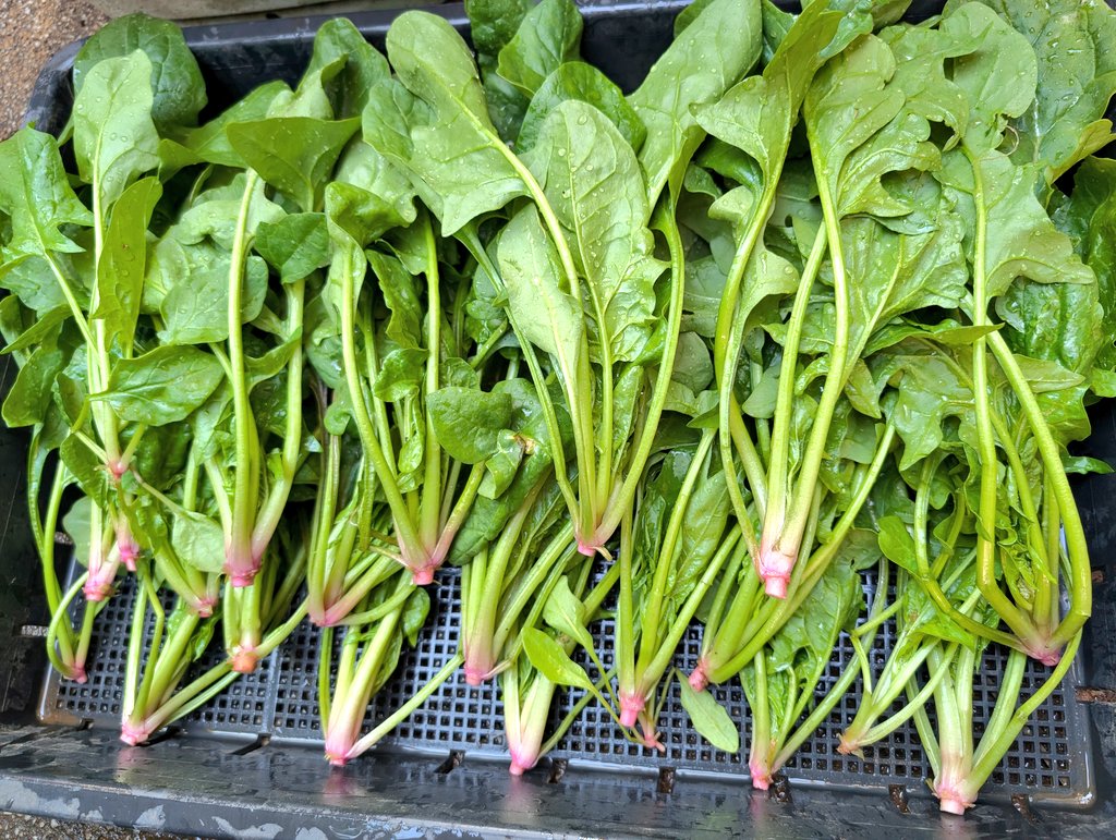 しまど/simadjp tweet media