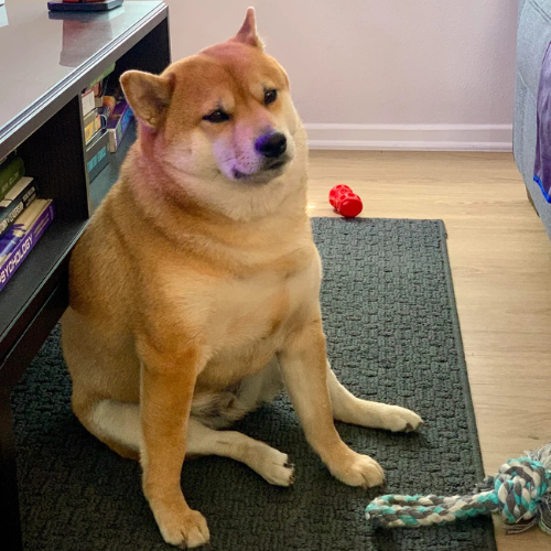 Chonk (@ChonkonBonksol) / Posts / X