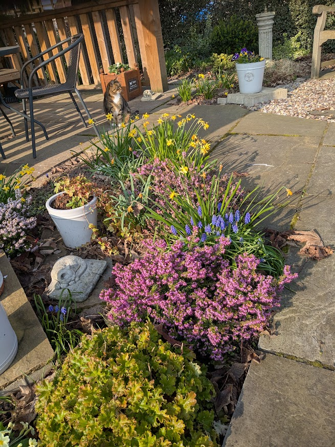 Robert Allotment cat,now helped by Janet & Amanda tweet media