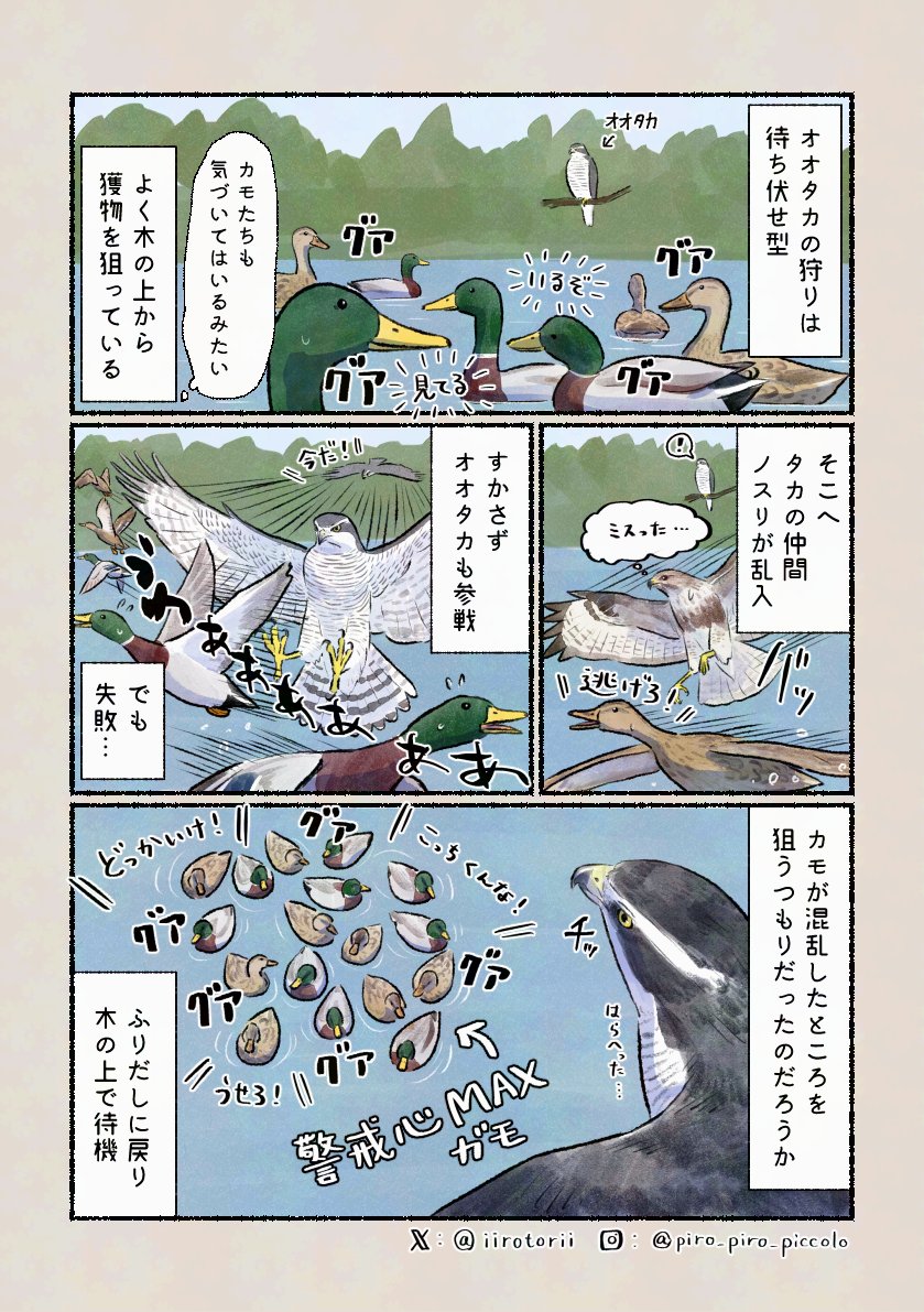 「狩りはタイミングと運」
鳥がたくさんいる場所ではどこからともなく現れます。 