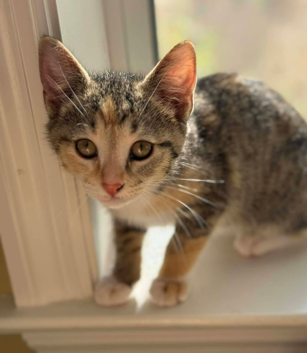 Amy Perrin tweet media